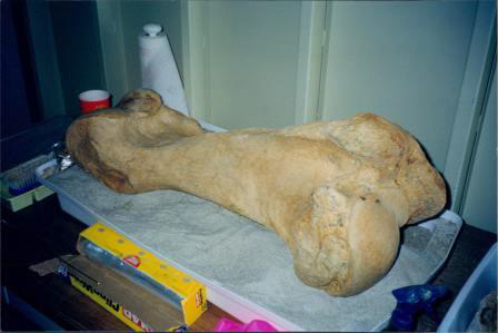 Mastodont Right Humerus 2